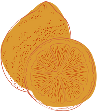 Load image into Gallery viewer, fruit illustration
